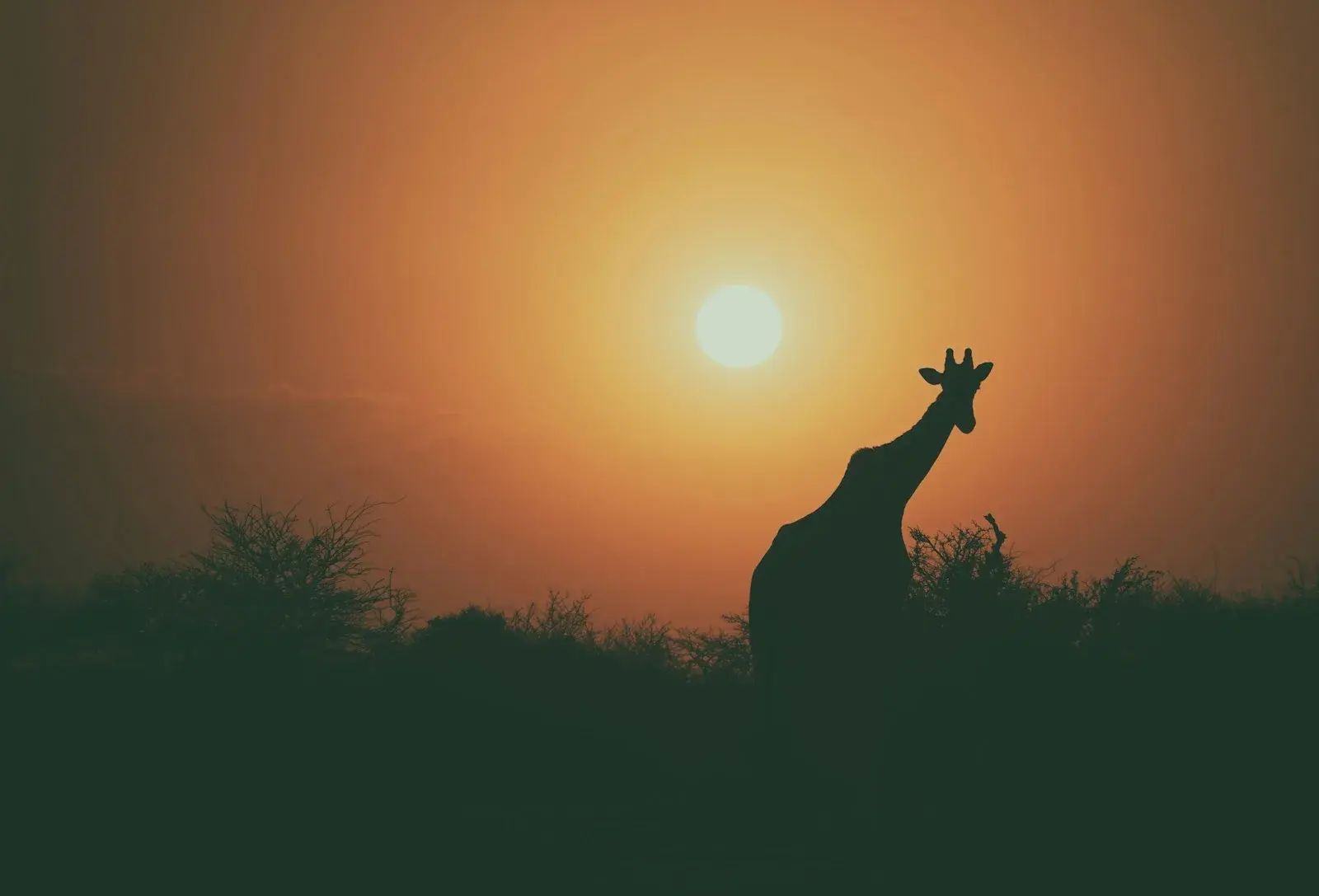 Taste of Kenya: 4 Days of High-End Safari Bliss