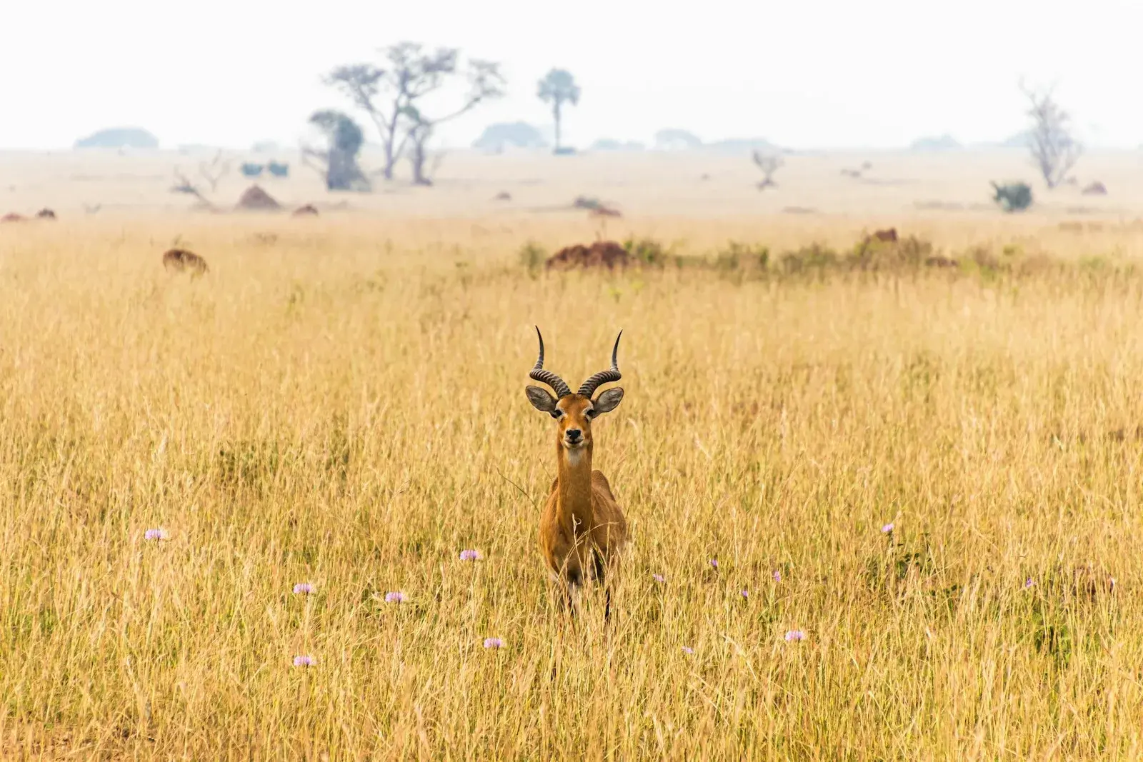 Topi silhouette at dusk, Maasai Mara