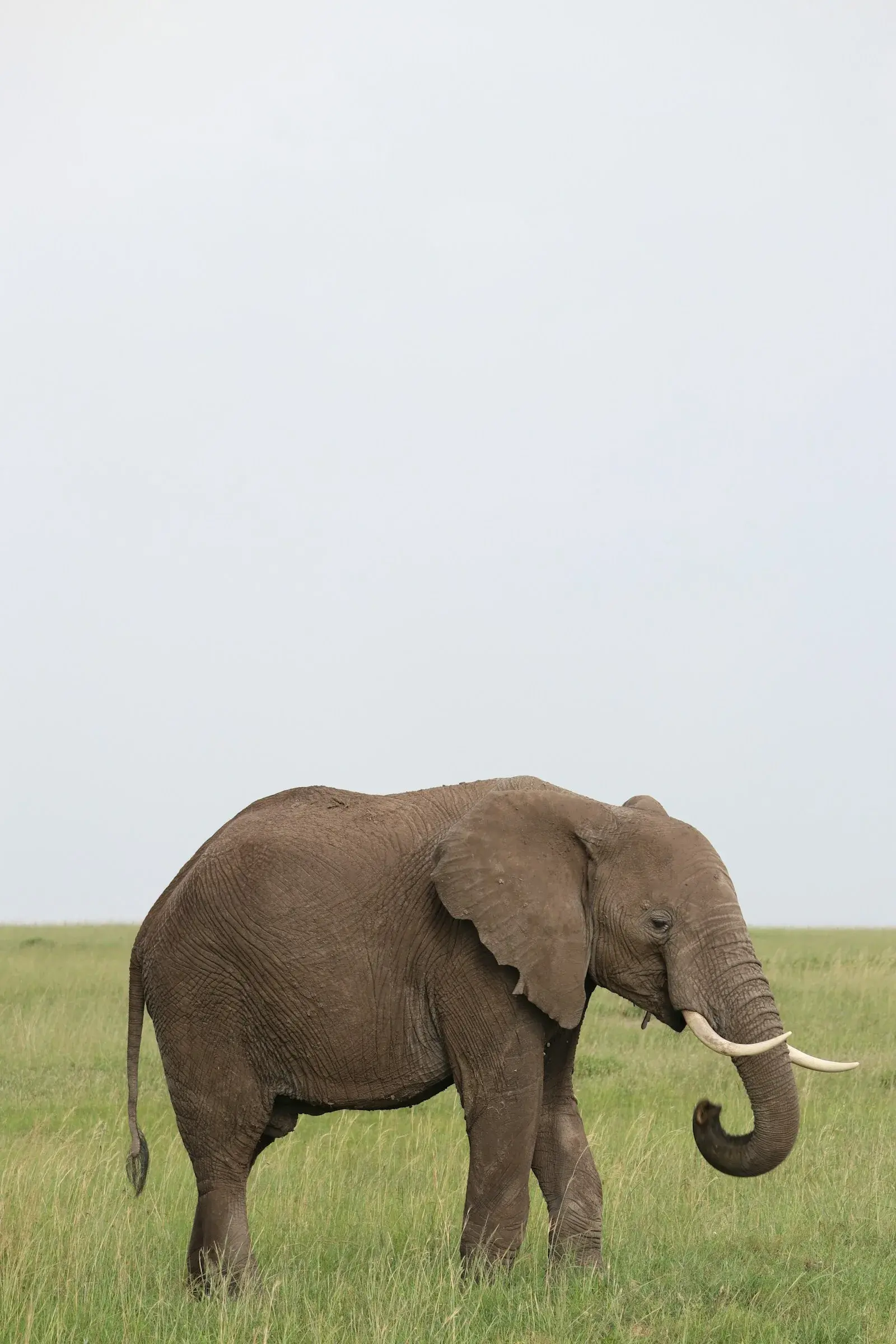 Elephant with Kilimanjaro backdrop, Amboseli