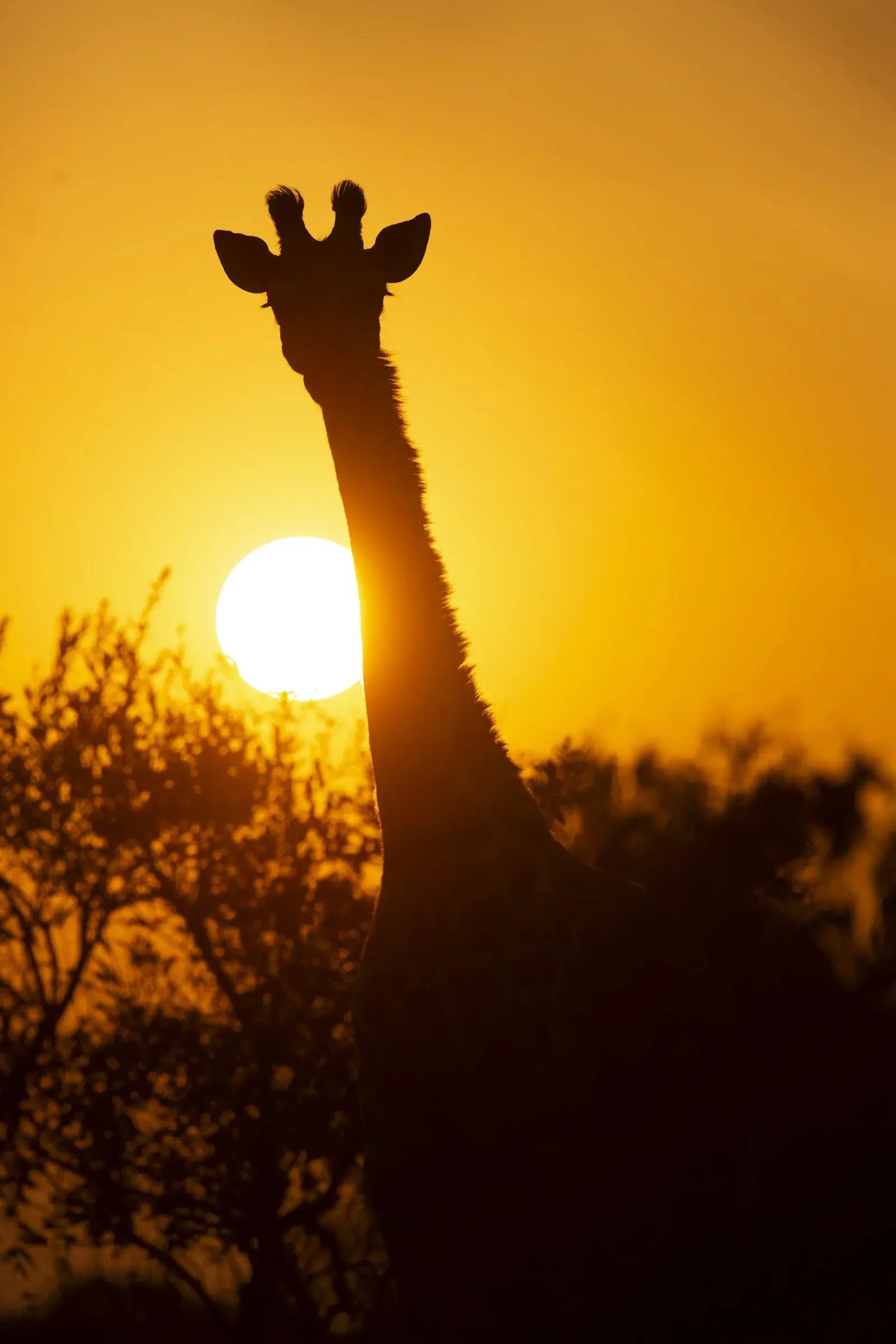 Giraffe and birds silhouetted at sunset