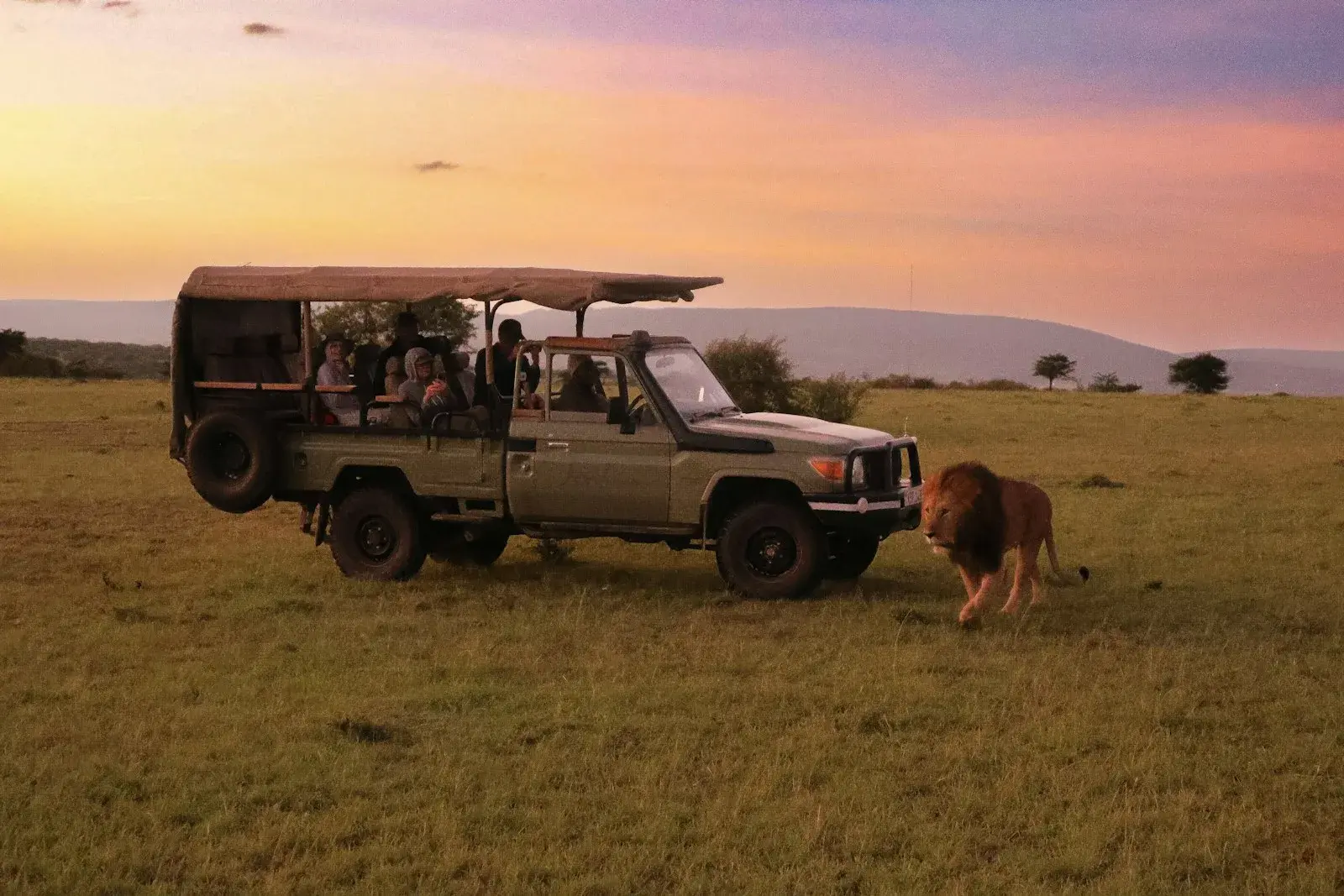 Male lion portrait at golden hour, Maasai Mara
