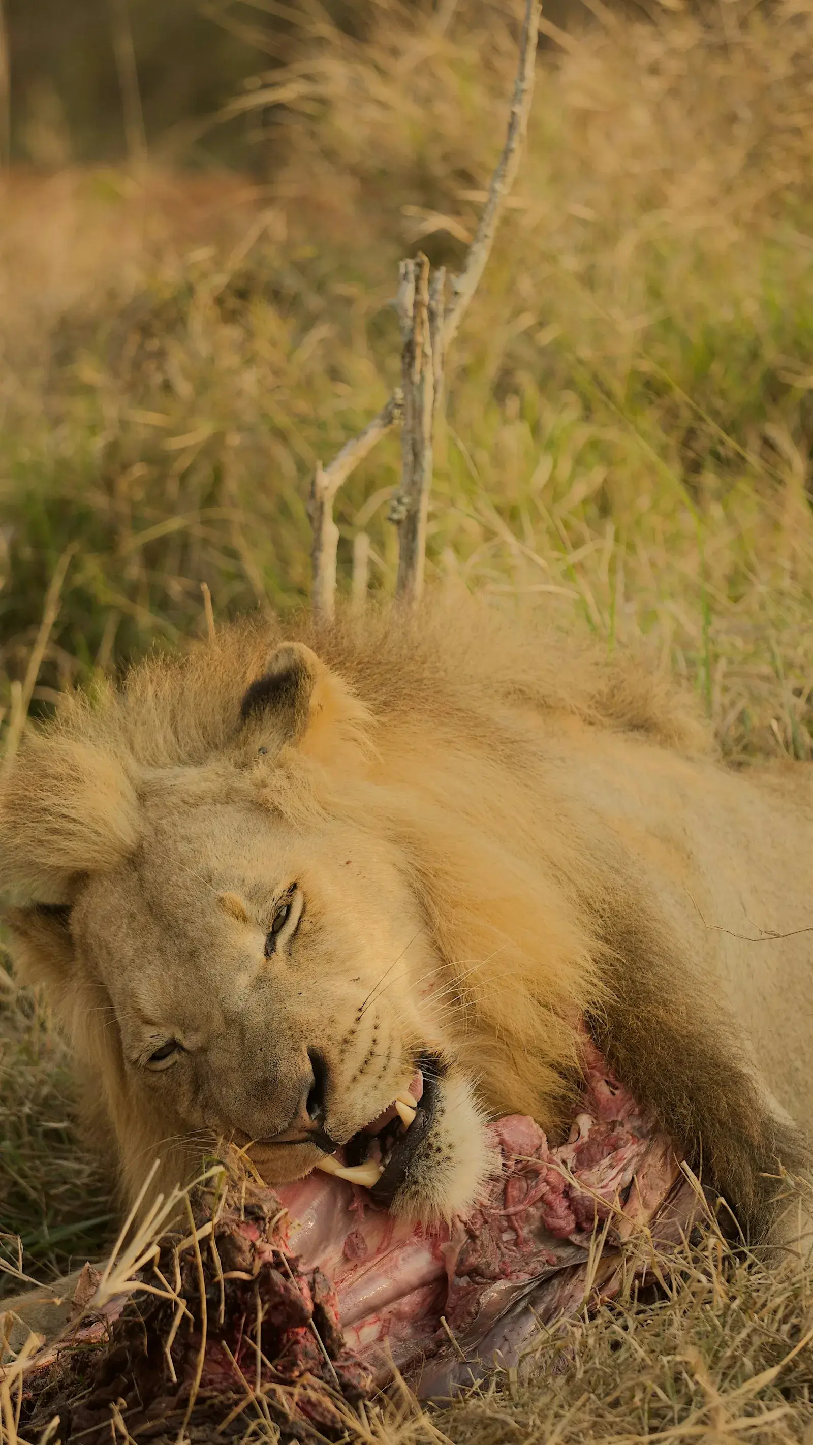 Lion and cub sharing a meal
