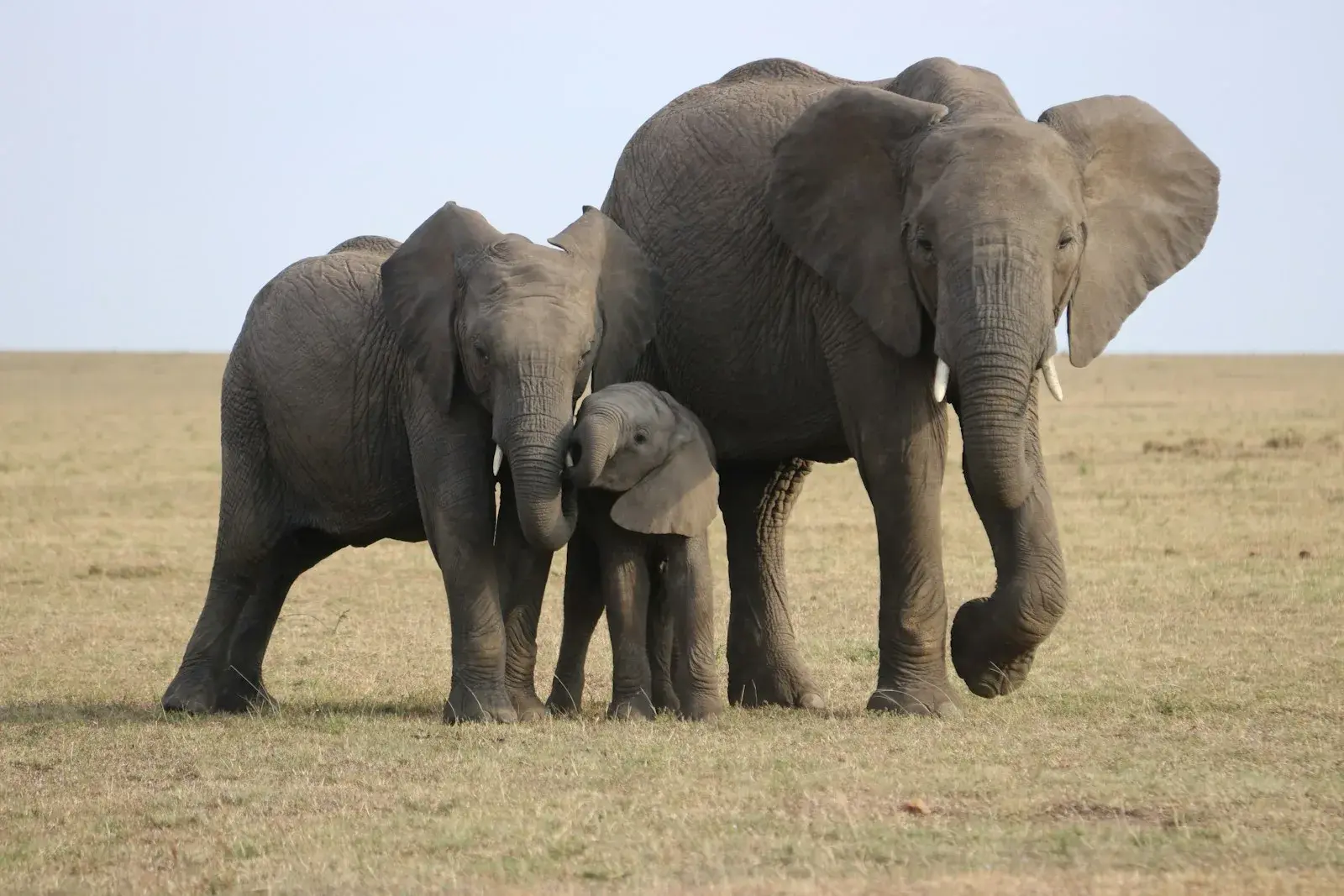 Happy travellers with their guide at the Mara