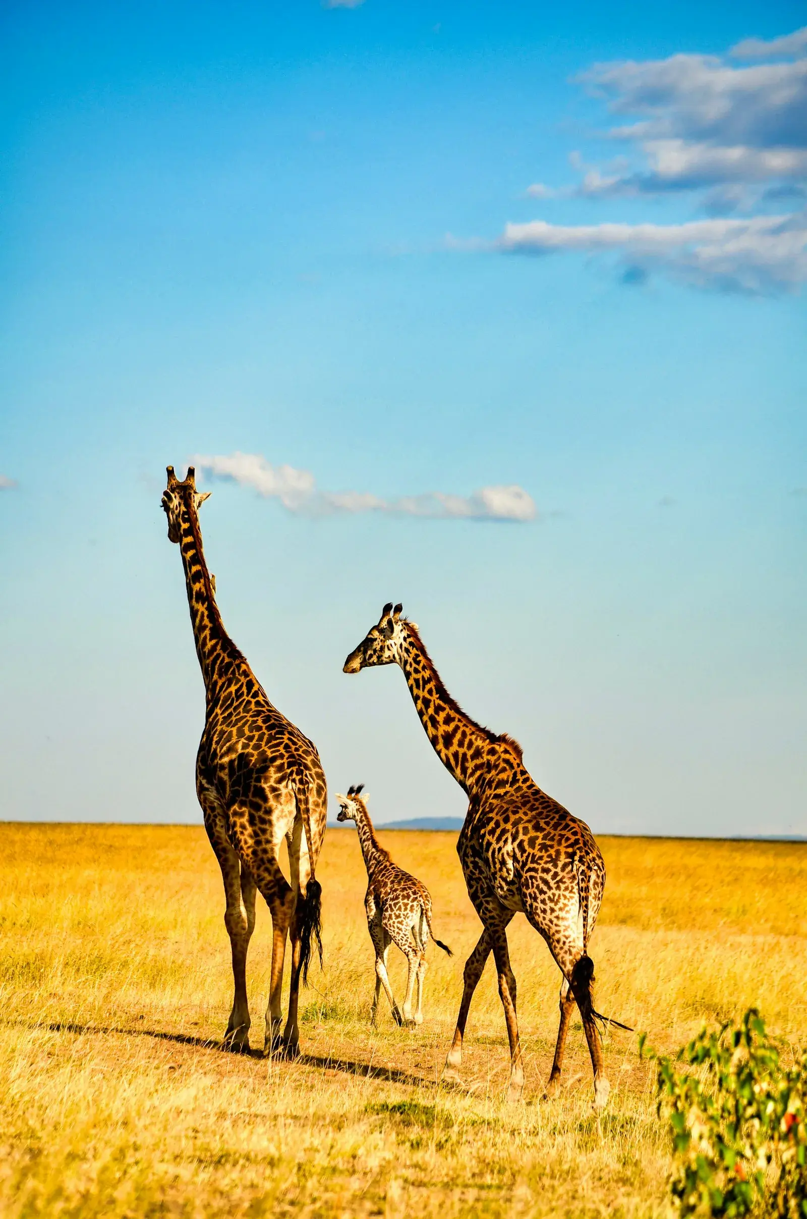 Giraffes on the open Mara plains