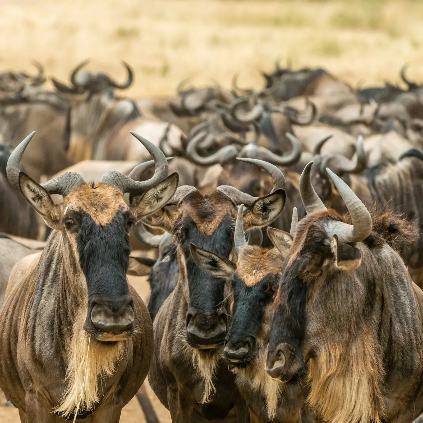 The Great Wildebeest Migration